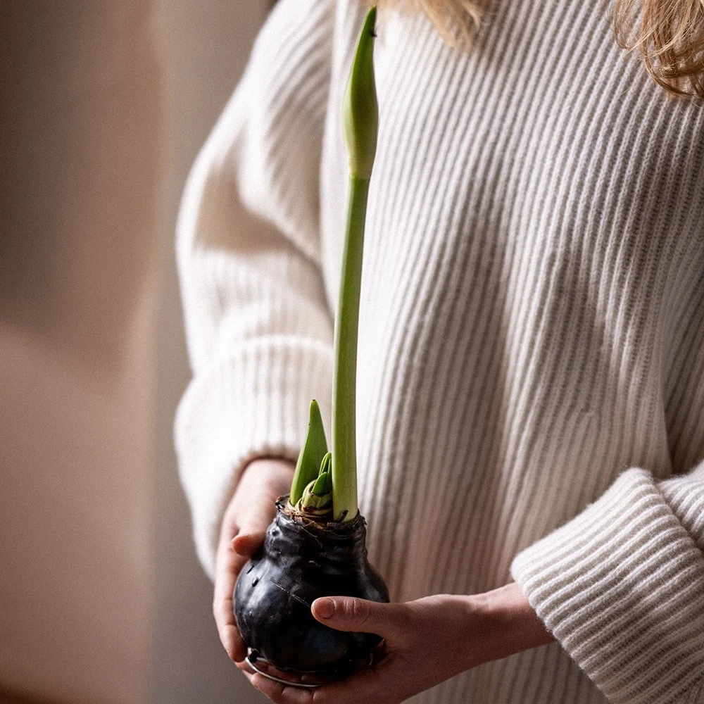 Wax Amaryllis 3 Wax Amaryllis - Image 3