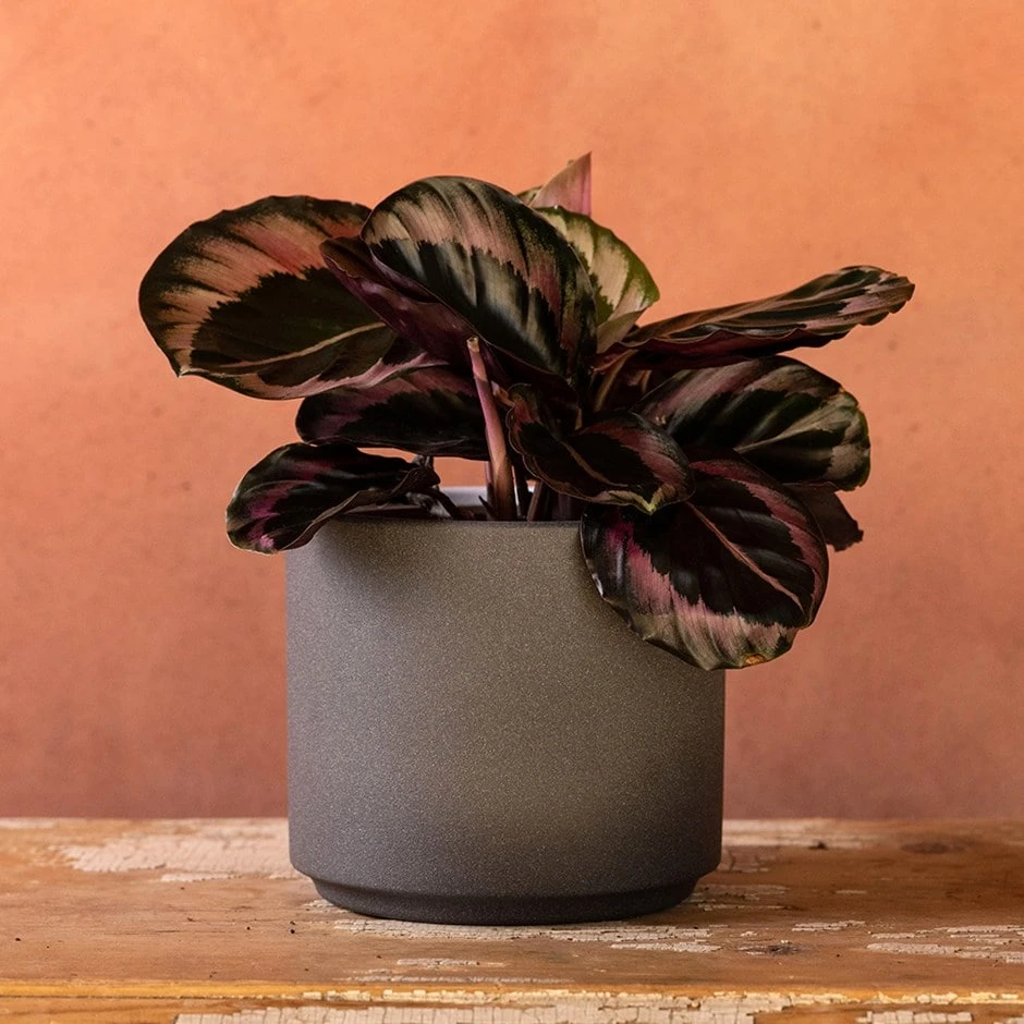 Goeppertia Roseopicta 'Dottie' 1 Goeppertia Roseopicta 'Dottie'