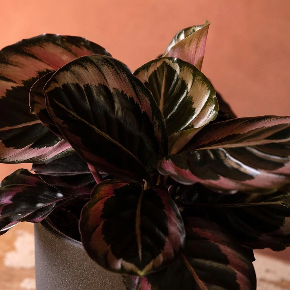 Goeppertia Roseopicta 'Dottie' 2 Goeppertia Roseopicta 'Dottie' - Image 2