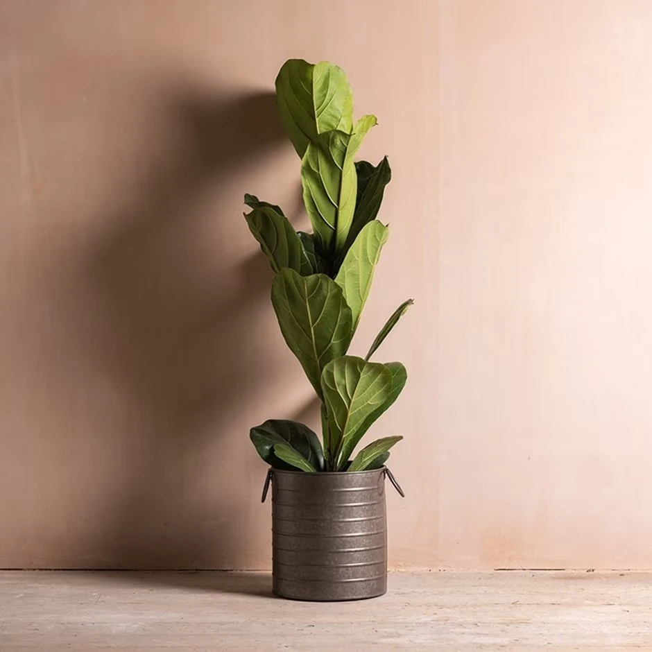 Ficus Lyrata 1 Ficus Lyrata