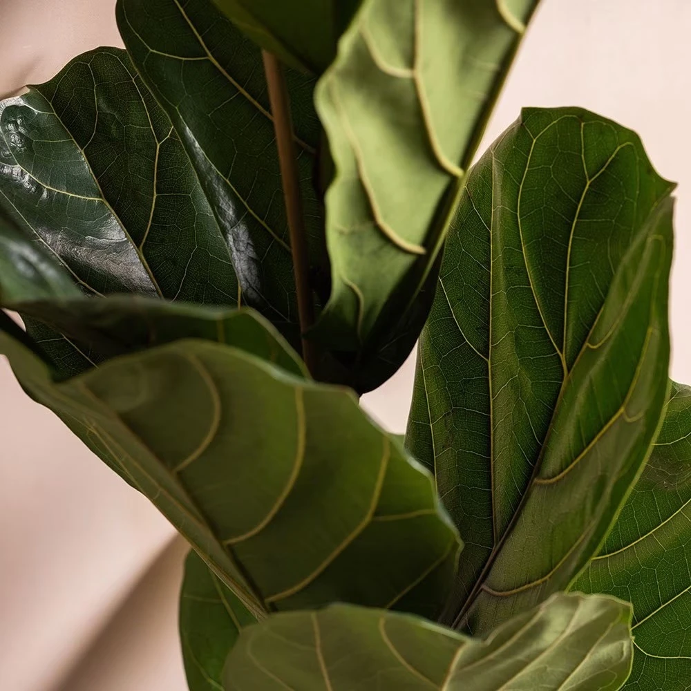 Ficus Lyrata 4 Ficus Lyrata - Image 4