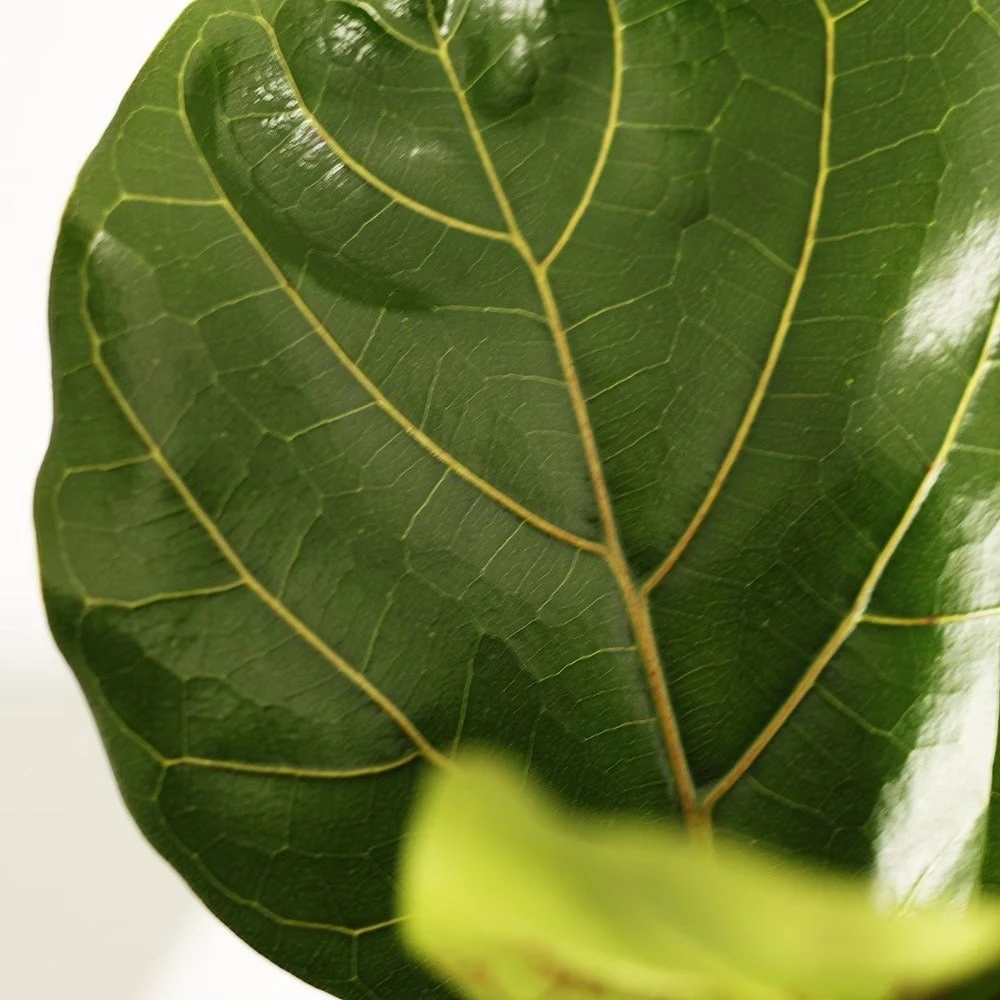 Ficus Lyrata 5 Ficus Lyrata - Image 5