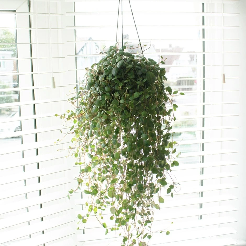 Peperomia 'Pepperspot' 1 Peperomia 'Pepperspot'