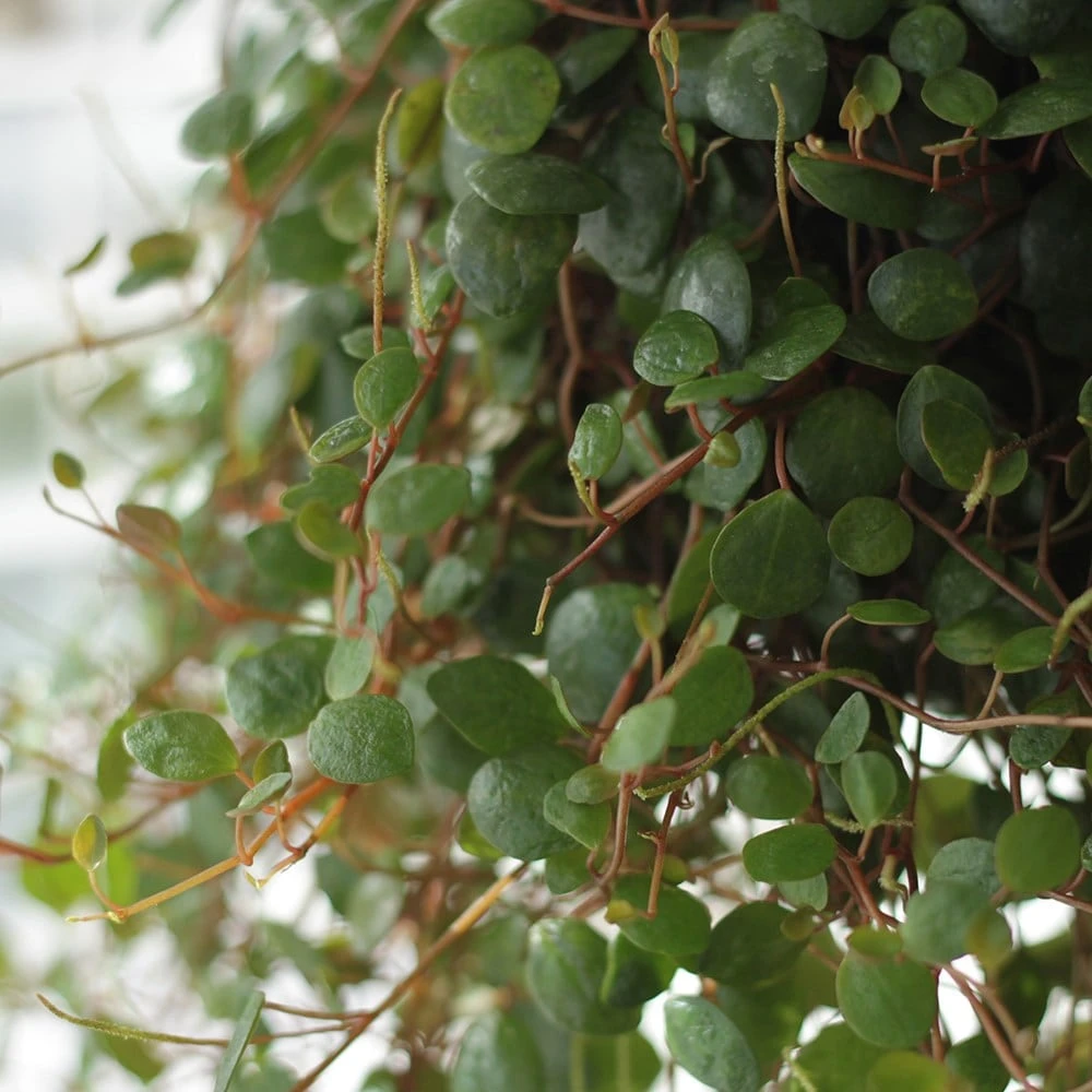 Peperomia 'Pepperspot' 2 Peperomia 'Pepperspot' - Image 2