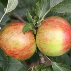 Apple 'Laxton's Fortune'