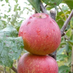 Apple 'Kidd's Orange Red' -Perennials Sales pl2000047568 card2 lg
