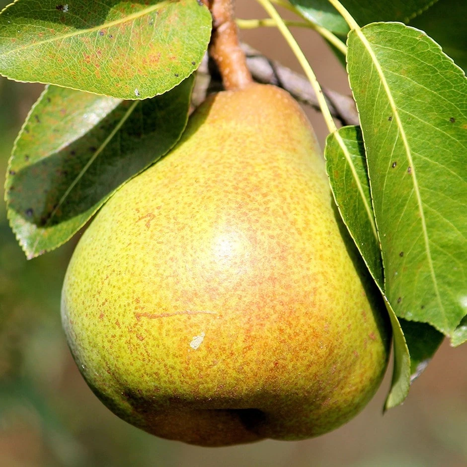 Pear 'Petite Poire' 1 Pear 'Petite Poire'