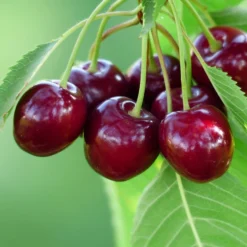 Cherry 'Bigarreau Burlat'