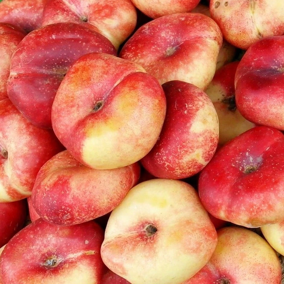 Nectarine 'Flat' 1 Nectarine 'Flat'