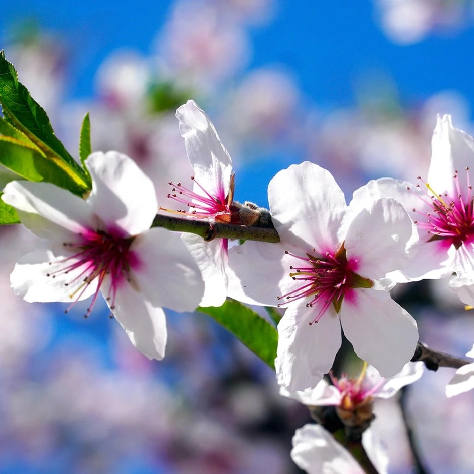 Almond Sultane 1 Almond Sultane