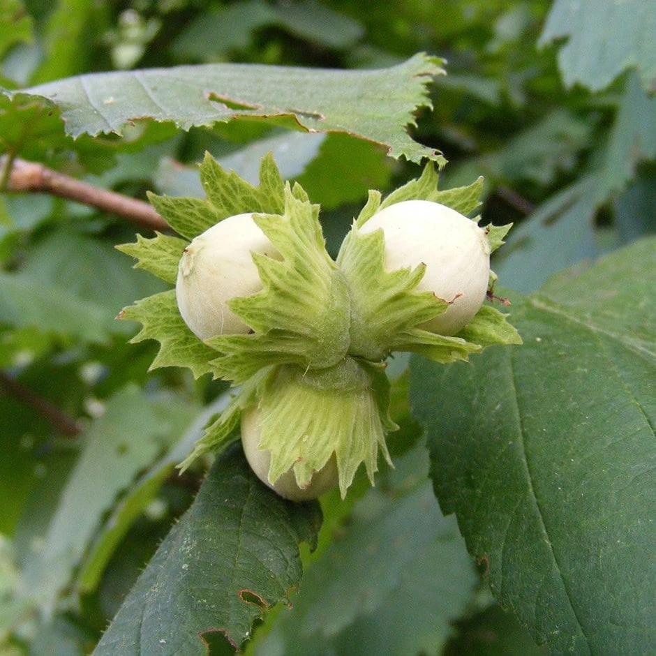 Cobnut 'Pearson's Prolific' 1 Cobnut 'Pearson's Prolific'