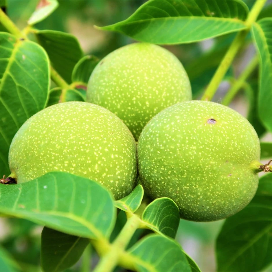 Walnut 'Lara' 1 Walnut 'Lara'