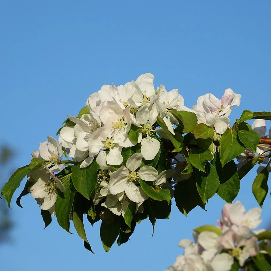 Malus 'Montreal Beauty' 1 Malus 'Montreal Beauty'