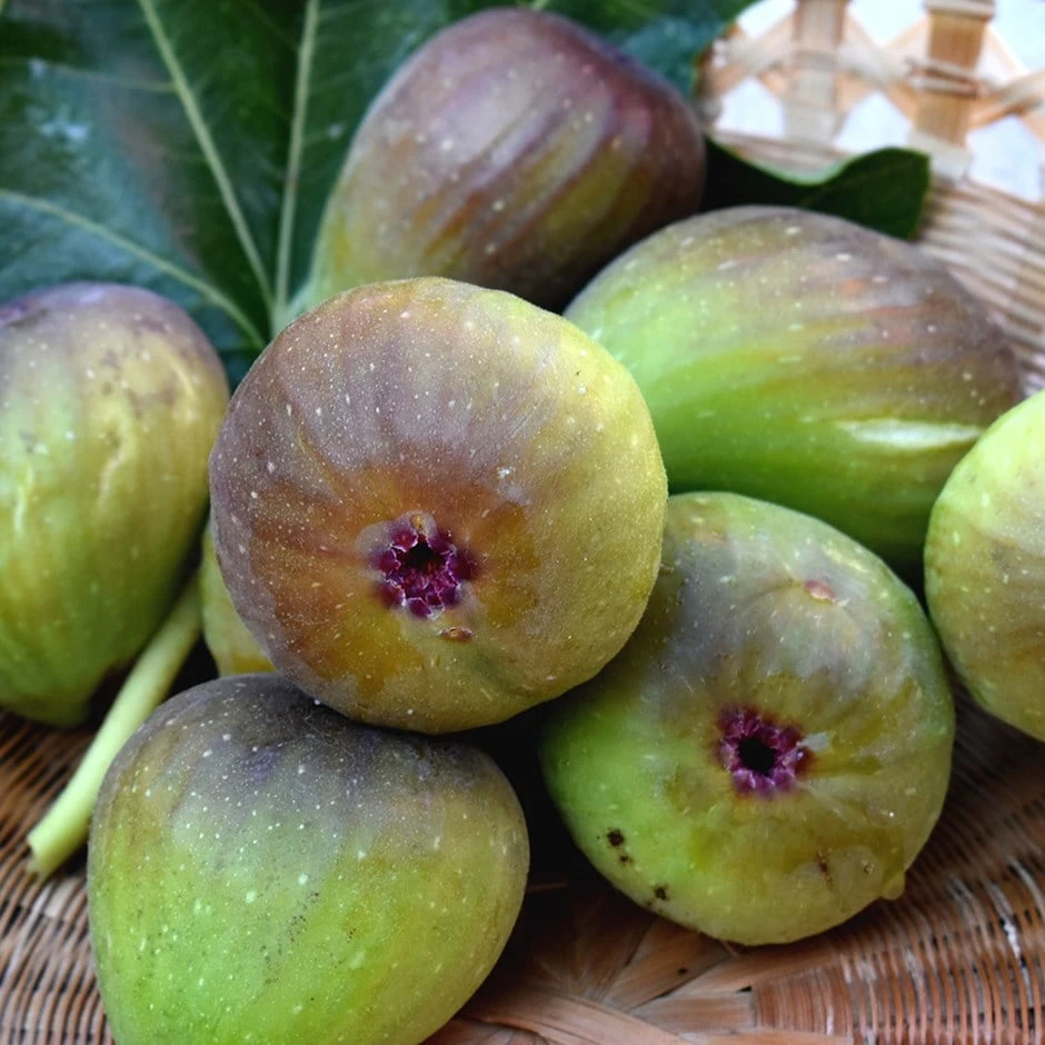 Fig 'Bornholm' 1 Fig 'Bornholm'