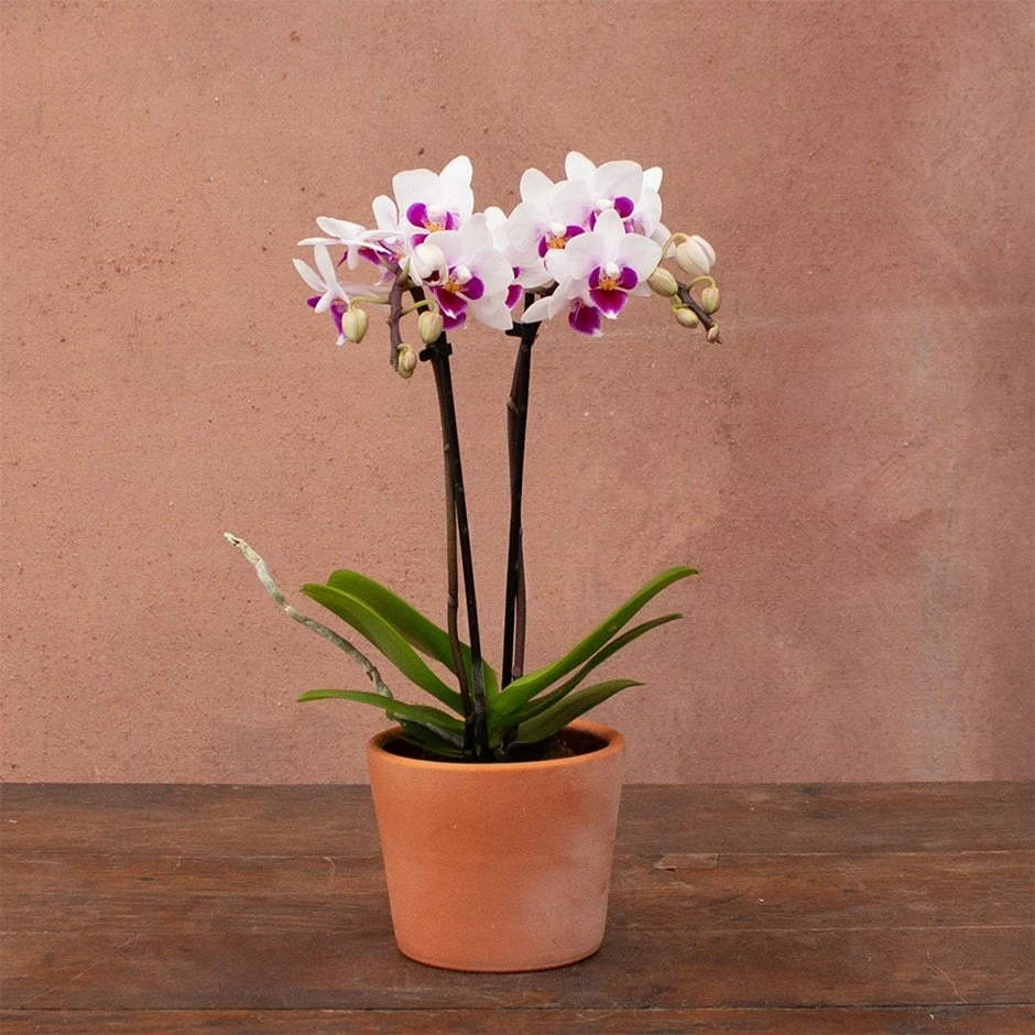 Phalaenopsis 'Alice' 1 Phalaenopsis 'Alice'