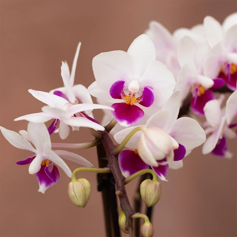 Phalaenopsis 'Alice' 2 Phalaenopsis 'Alice' - Image 2