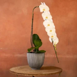 Phalaenopsis 'Formidablo Yosemite Falls'
