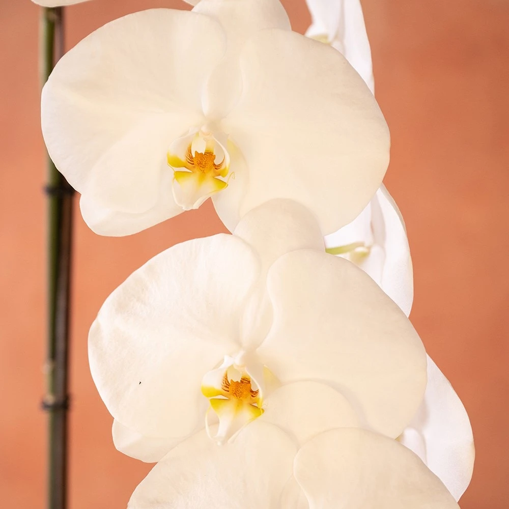 Phalaenopsis 'Formidablo Yosemite Falls' 2 Phalaenopsis 'Formidablo Yosemite Falls' - Image 2
