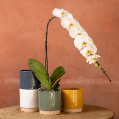 Phalaenopsis 'Formidablo Niagra Falls'