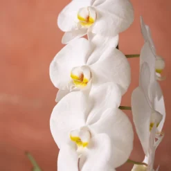 Phalaenopsis 'Formidablo Niagra Falls' 11 Phalaenopsis 'Formidablo Niagra Falls' -Perennials Sales pl2000047966 card6 lg