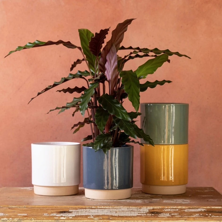 Goeppertia Rufibarba 1 Goeppertia Rufibarba