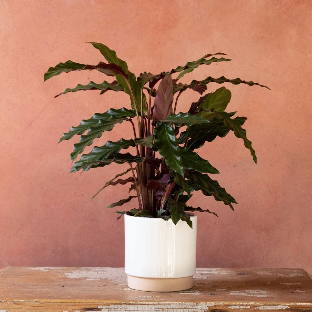 Goeppertia Rufibarba 2 Goeppertia Rufibarba - Image 2