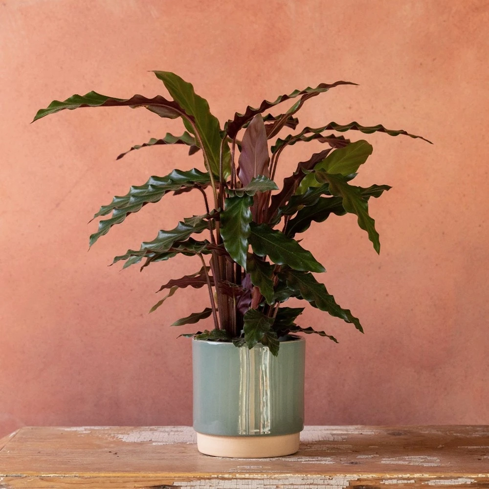 Goeppertia Rufibarba 3 Goeppertia Rufibarba - Image 3