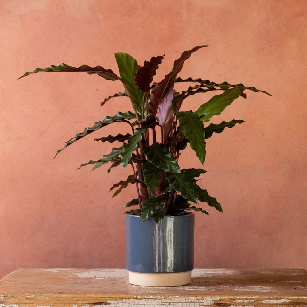 Goeppertia Rufibarba 4 Goeppertia Rufibarba - Image 4