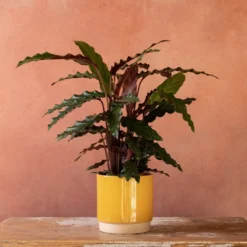 Goeppertia Rufibarba 10 Goeppertia Rufibarba -Perennials Sales pl2000048185 card5 lg