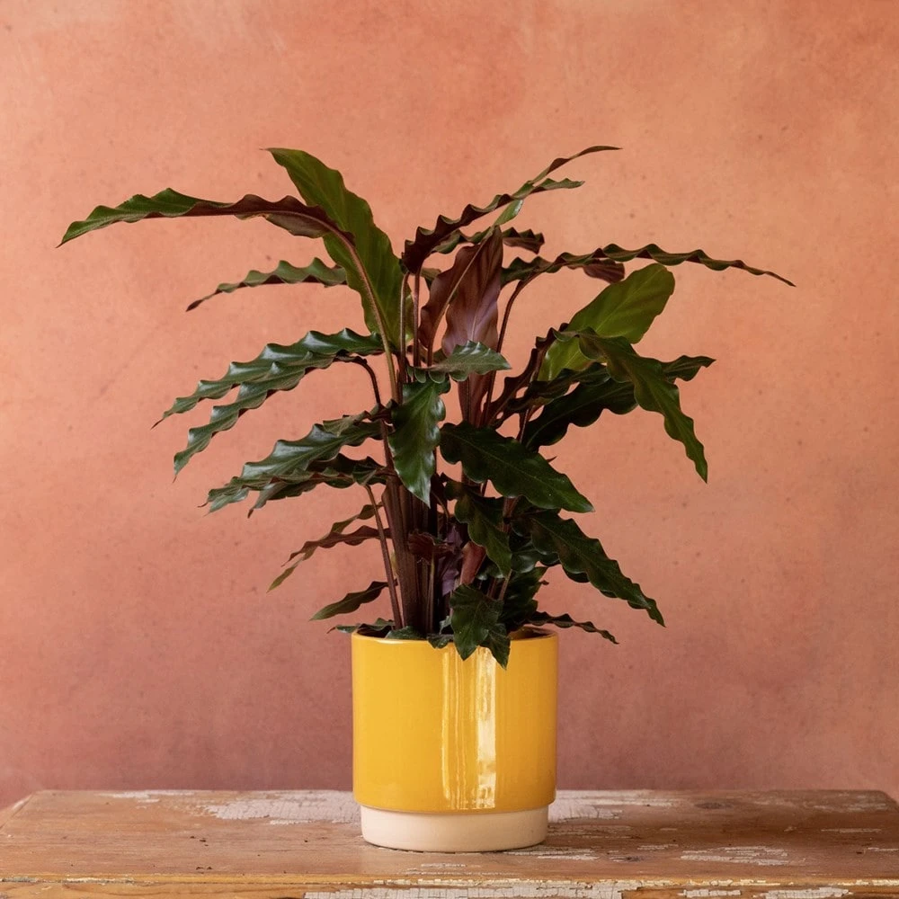 Goeppertia Rufibarba 5 Goeppertia Rufibarba - Image 5