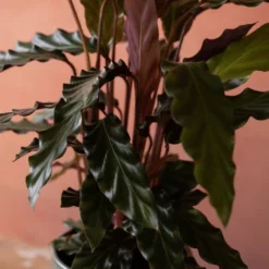 Goeppertia Rufibarba 11 Goeppertia Rufibarba -Perennials Sales pl2000048185 card6 lg