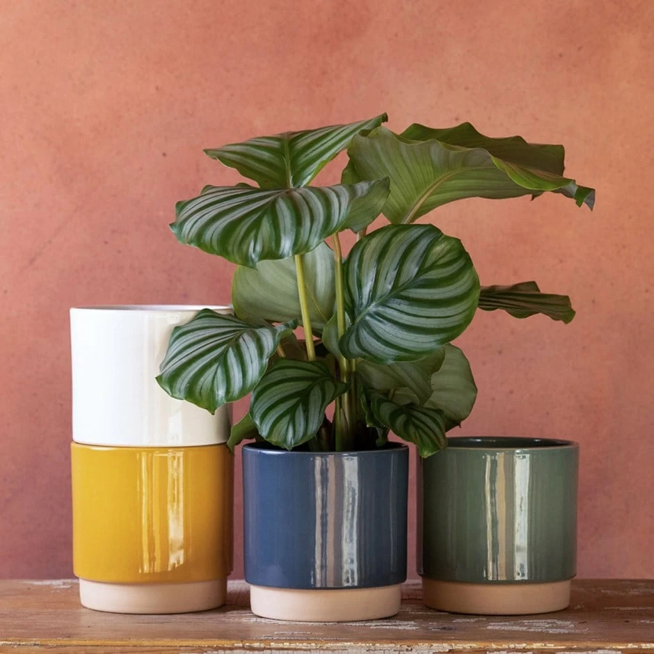 Goeppertia Orbifolia 1 Goeppertia Orbifolia