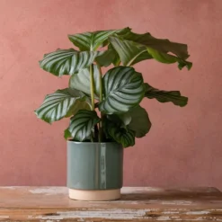 Goeppertia Orbifolia 8 Goeppertia Orbifolia -Perennials Sales pl2000048186 card3 lg