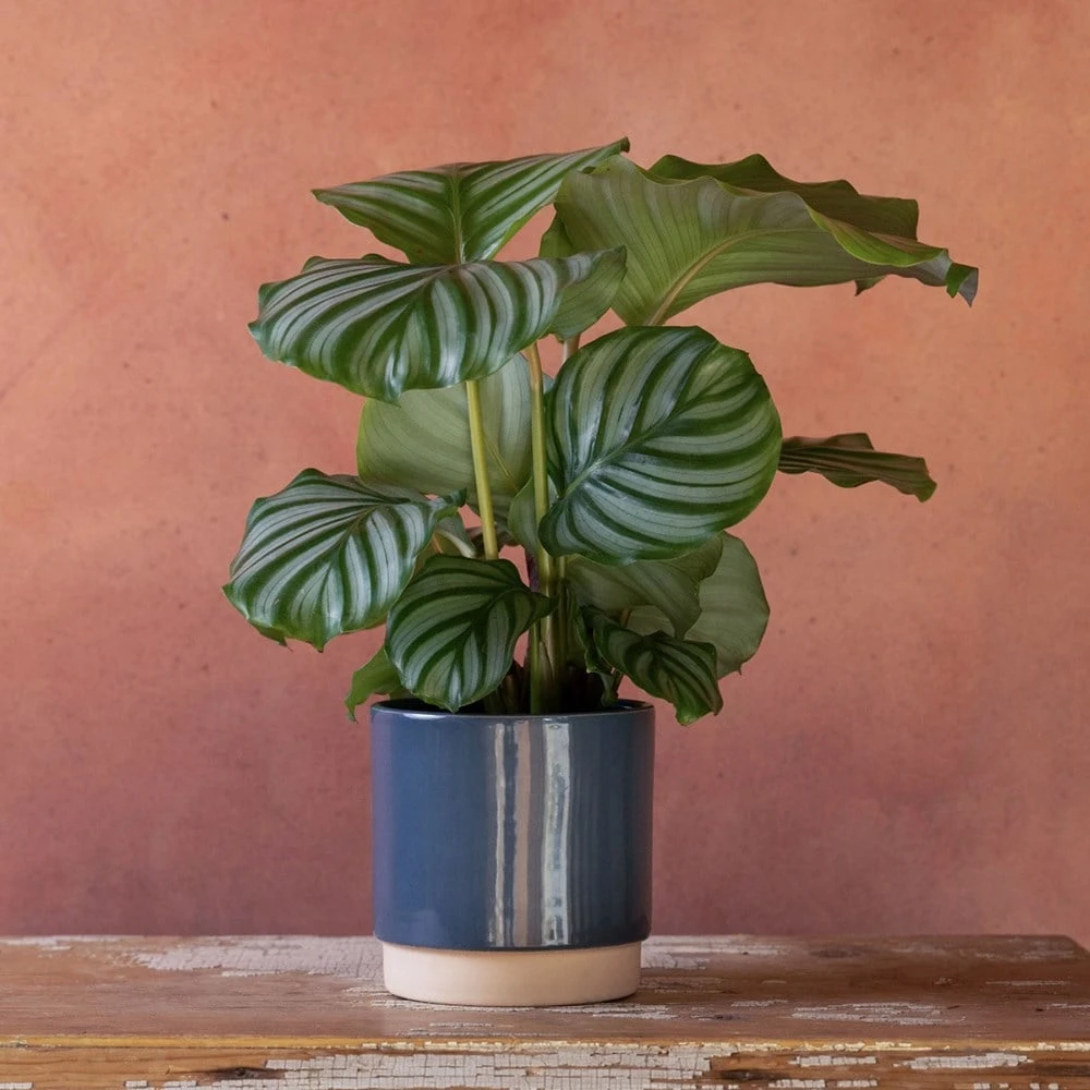 Goeppertia Orbifolia 4 Goeppertia Orbifolia - Image 4