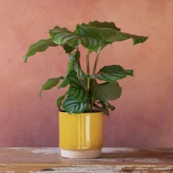 Goeppertia Orbifolia 10 Goeppertia Orbifolia -Perennials Sales pl2000048186 card5 lg