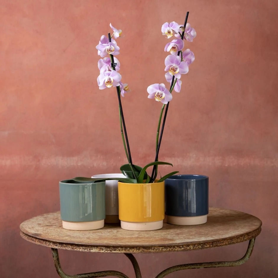 Phalaenopsis 'Pink Clouds' 1 Phalaenopsis 'Pink Clouds'