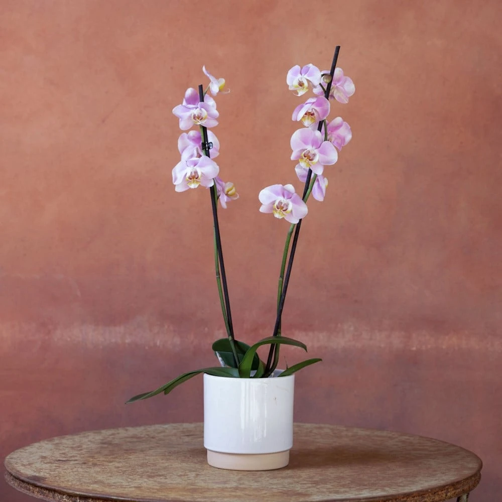 Phalaenopsis 'Pink Clouds' 2 Phalaenopsis 'Pink Clouds' - Image 2
