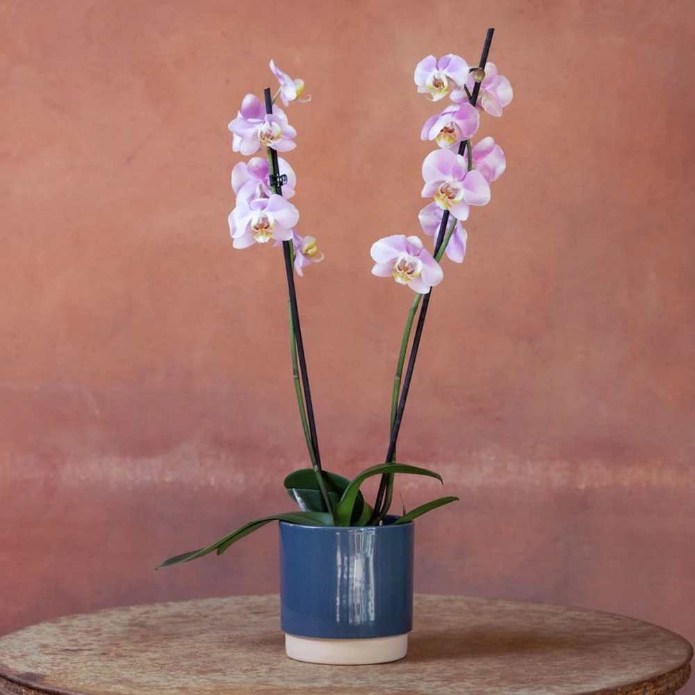 Phalaenopsis 'Pink Clouds' 4 Phalaenopsis 'Pink Clouds' - Image 4