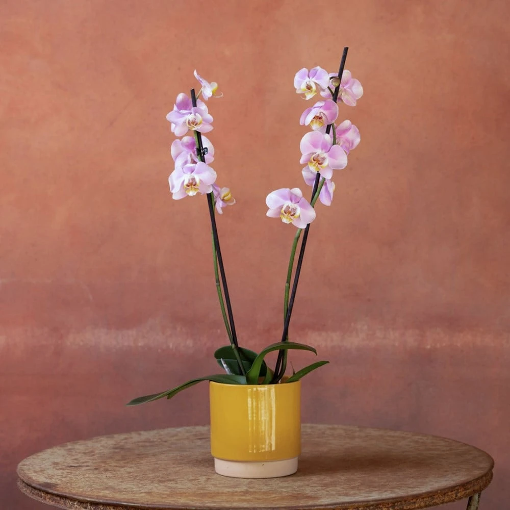 Phalaenopsis 'Pink Clouds' 5 Phalaenopsis 'Pink Clouds' - Image 5