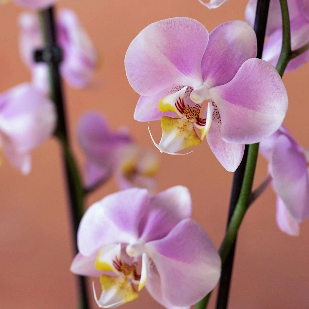 Phalaenopsis 'Pink Clouds' 6 Phalaenopsis 'Pink Clouds' - Image 6