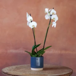 Phalaenopsis 'Inverness' -Perennials Sales pl2000048227 card4 lg