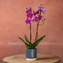 Phalaenopsis 'Durban' -Perennials Sales pl2000048231 card4 lg