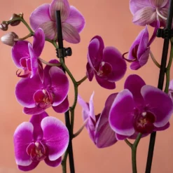 Phalaenopsis 'Durban' -Perennials Sales pl2000048231 card6 lg
