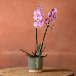 Phalaenopsis 'Pittsburgh' -Perennials Sales pl2000048232 card3 lg