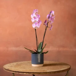 Phalaenopsis 'Pittsburgh' -Perennials Sales pl2000048232 card4 lg