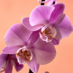 Phalaenopsis 'Pittsburgh' -Perennials Sales pl2000048232 card5 lg