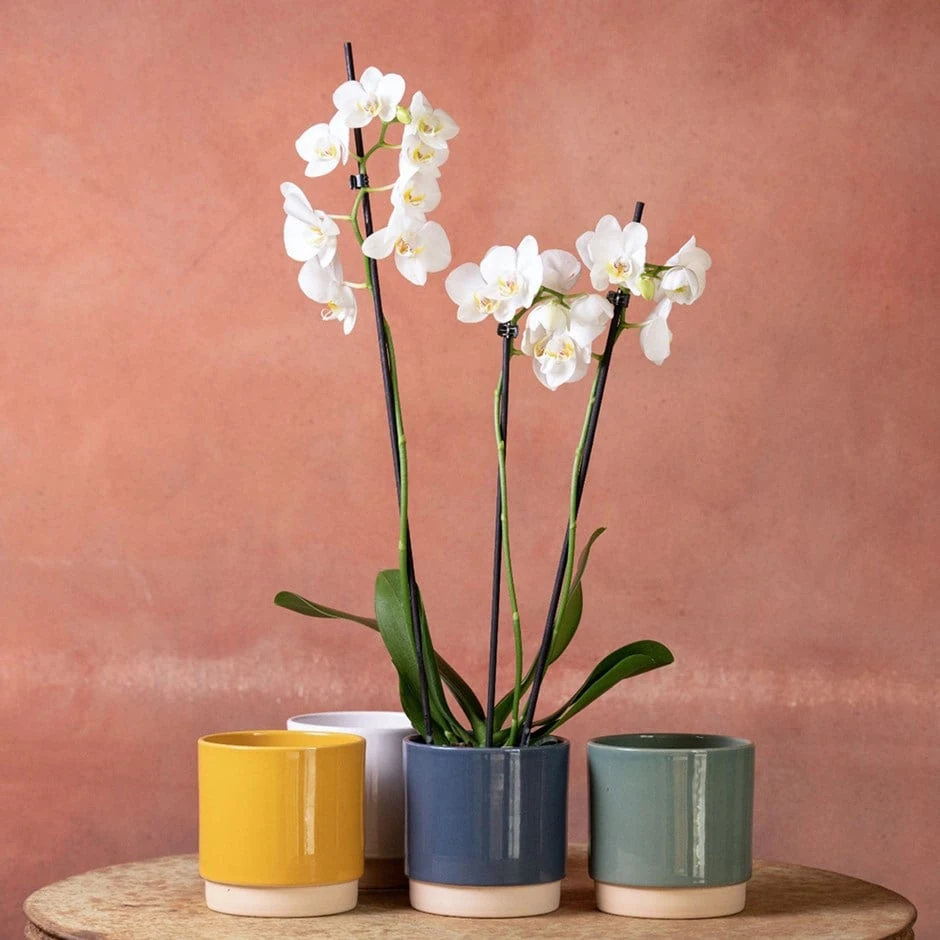 Phalaenopsis 'Folkestone' 1 Phalaenopsis 'Folkestone'