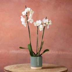 Phalaenopsis 'Folkestone' 8 Phalaenopsis 'Folkestone' -Perennials Sales pl2000048234 card3 lg