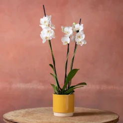 Phalaenopsis 'Dover' 10 Phalaenopsis 'Dover' -Perennials Sales pl2000048235 card5 lg