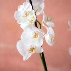 Phalaenopsis 'Dover' 11 Phalaenopsis 'Dover' -Perennials Sales pl2000048235 card6 lg